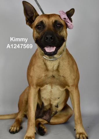 Enlarge Kimmy - URGENT - LONGTIME RESIDENT, a ADOPTABLE mixed breed in Thousand Oaks, CA image 1/1