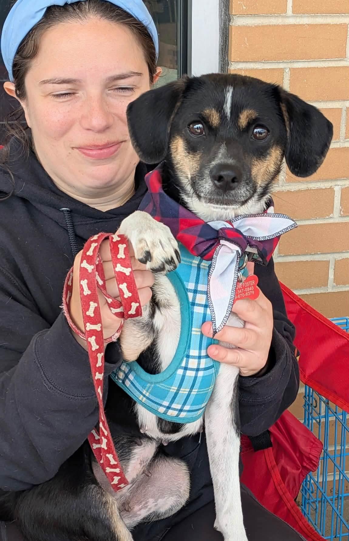 Raven, Adoptable, Young Female Rat Terrier & Beagle.
