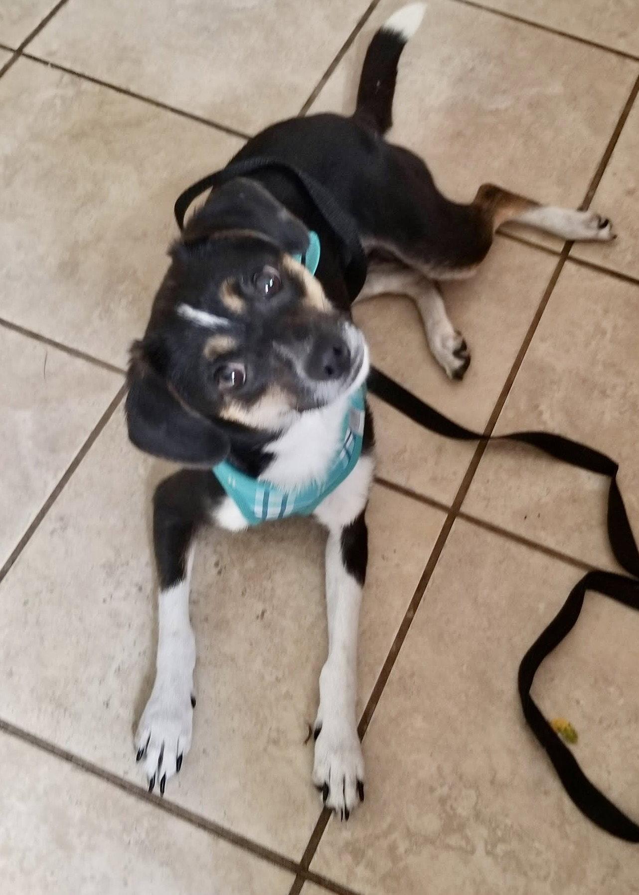 Enlarge Raven, a Adoptable mixed breed in Blackwood, NJ image 2/3