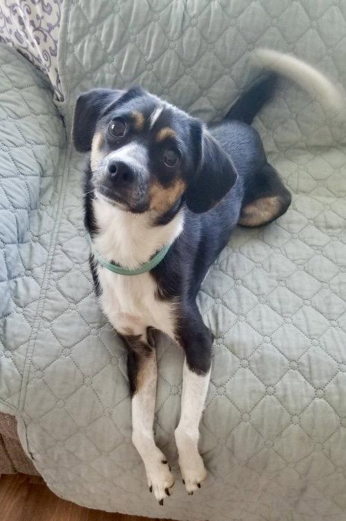Enlarge Raven, a Adoptable mixed breed in Blackwood, NJ image 3/3