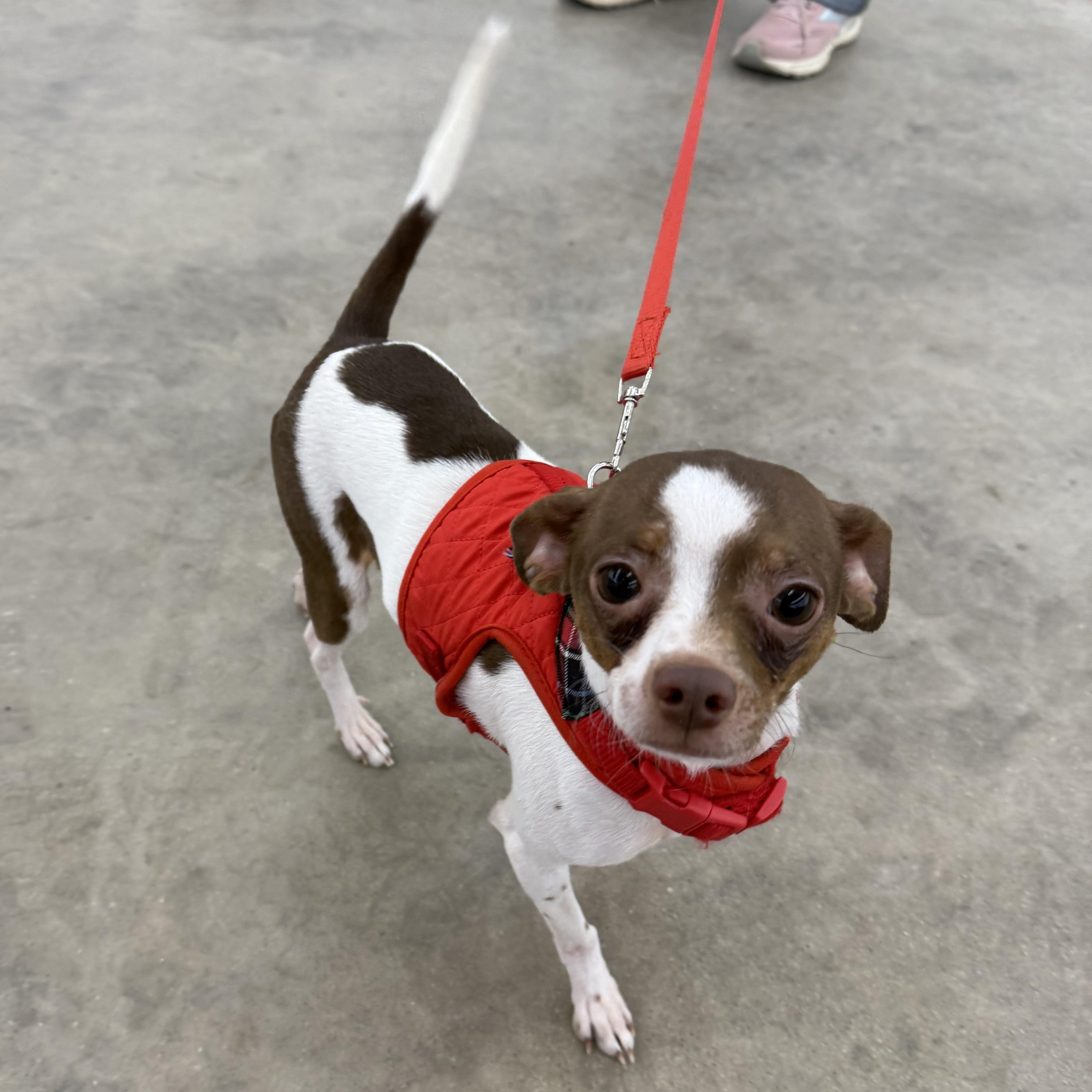 Enlarge Toby, a ADOPTABLE Chihuahua in oxford, PA image 1/2