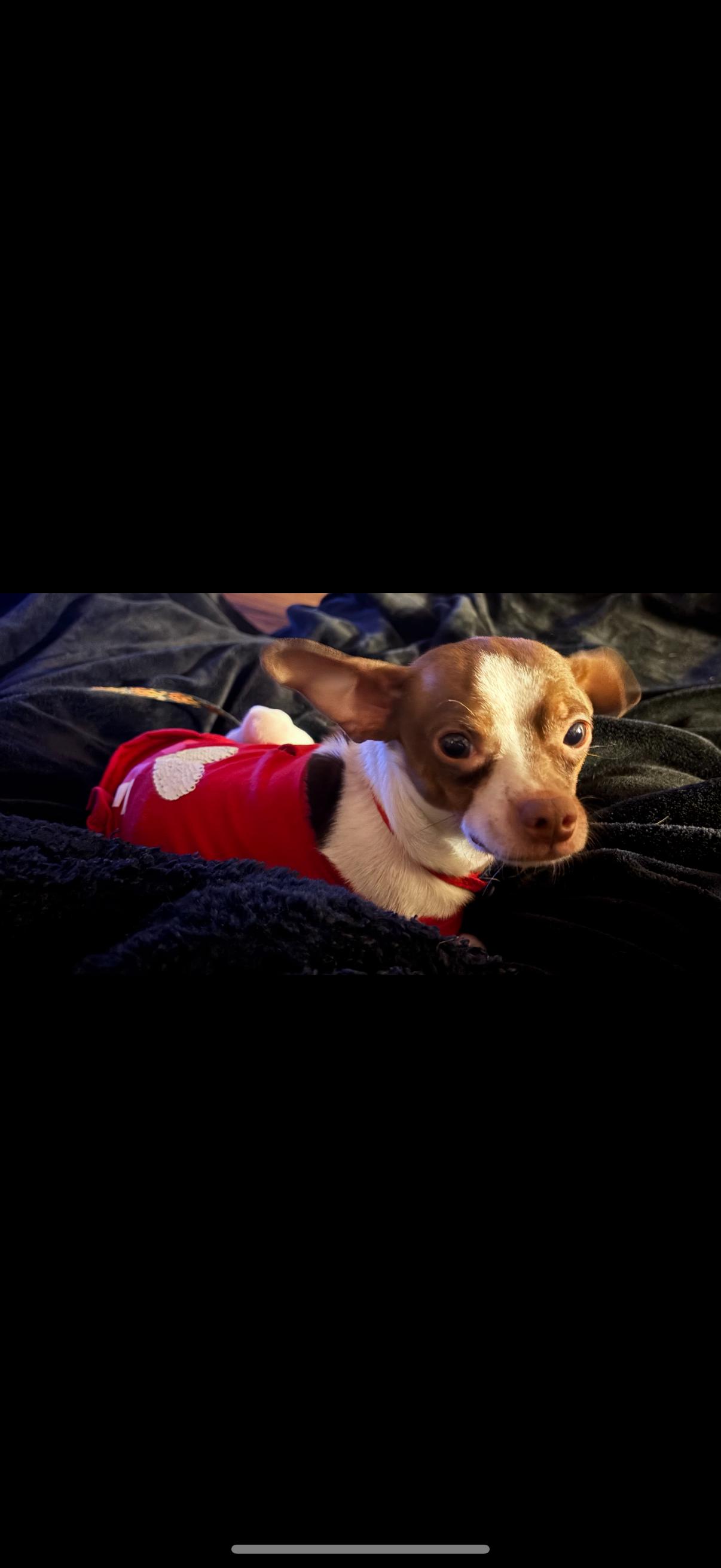 Enlarge Toby, a ADOPTABLE Chihuahua in oxford, PA image 2/2