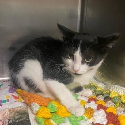 Enlarge Nalu, a Adoptable Domestic Short Hair in Chehalis, WA image 2/2