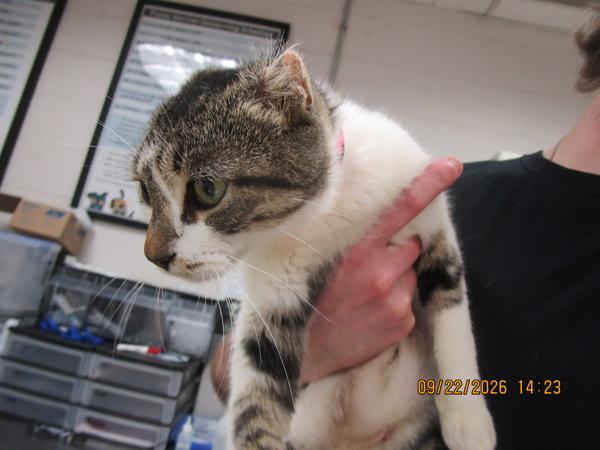 Sin(666), Adoptable, Young Female Domestic Short Hair.