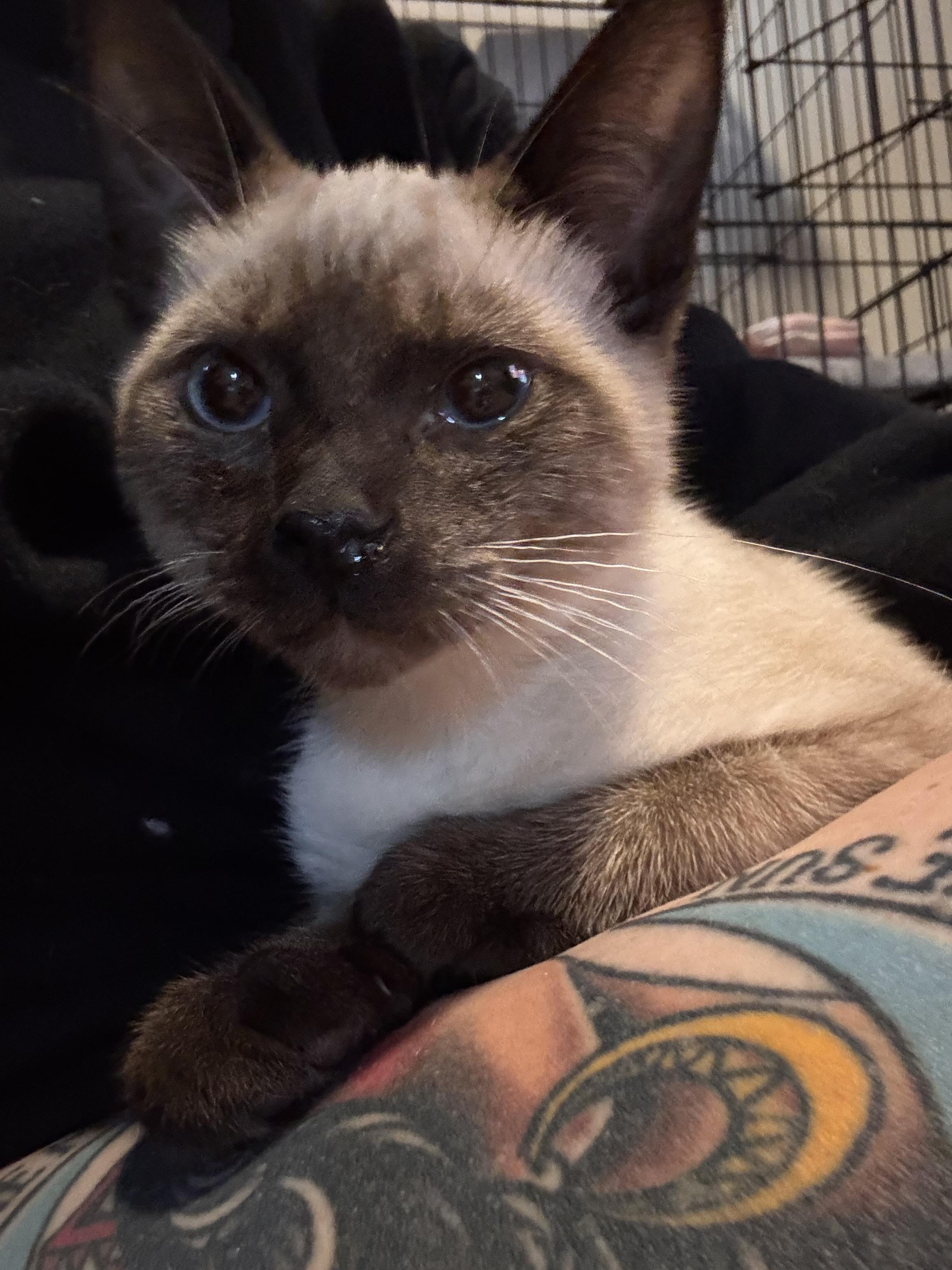 Enlarge Monty , an adopted Siamese in Tomball, TX image 2/3