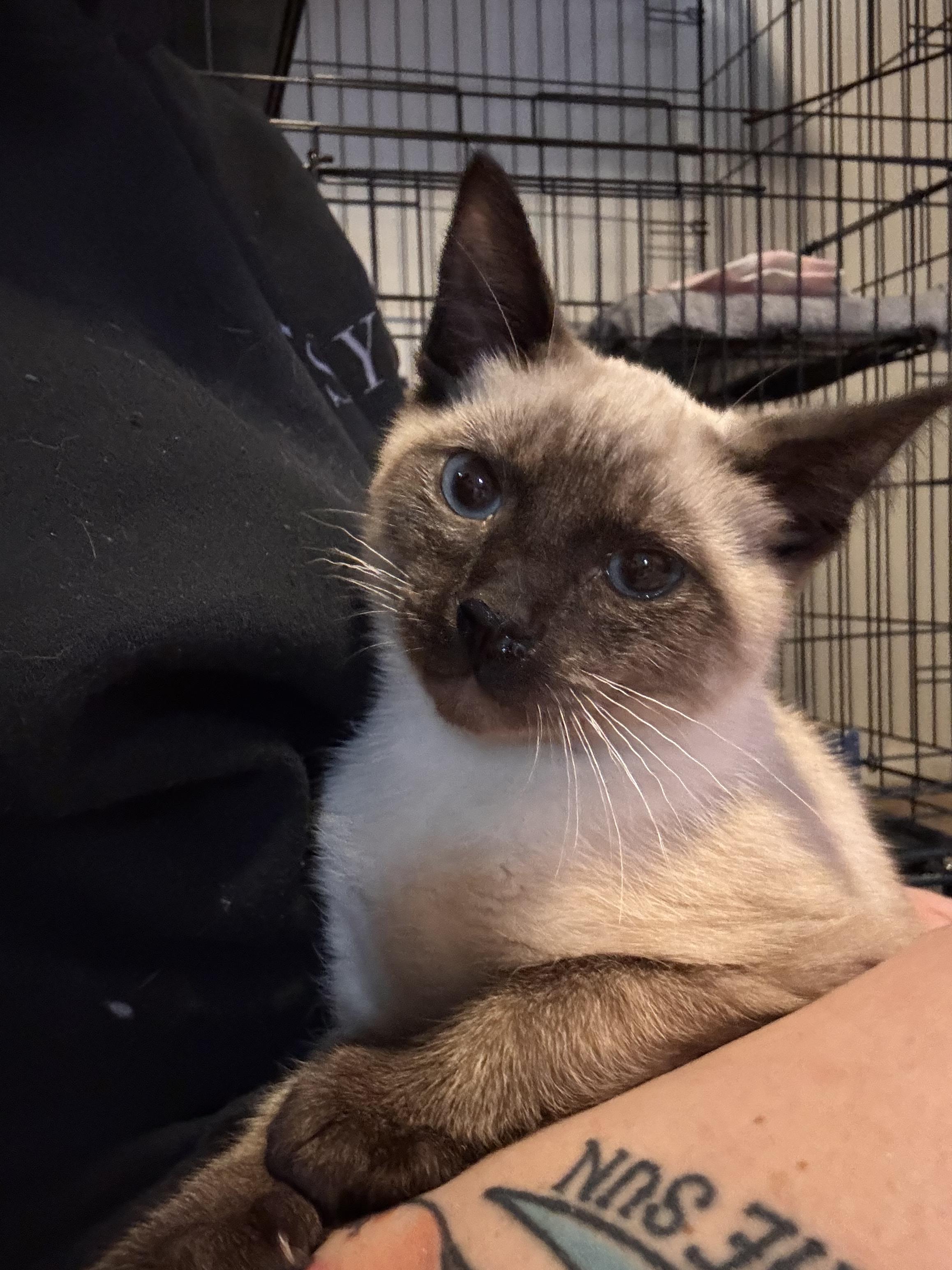 Monty , adopted, Kitten Male Siamese.