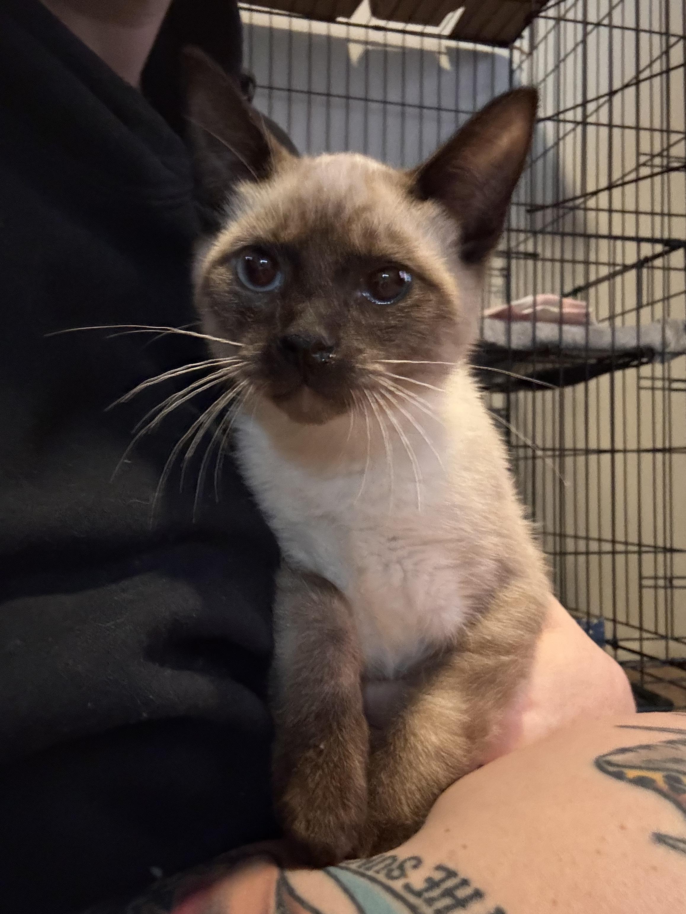 Enlarge Monty , an adopted Siamese in Tomball, TX image 3/3