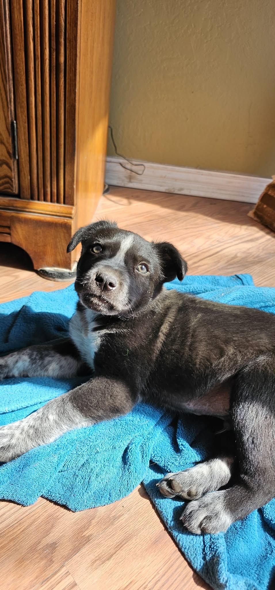 Elroy — thumbnail 2