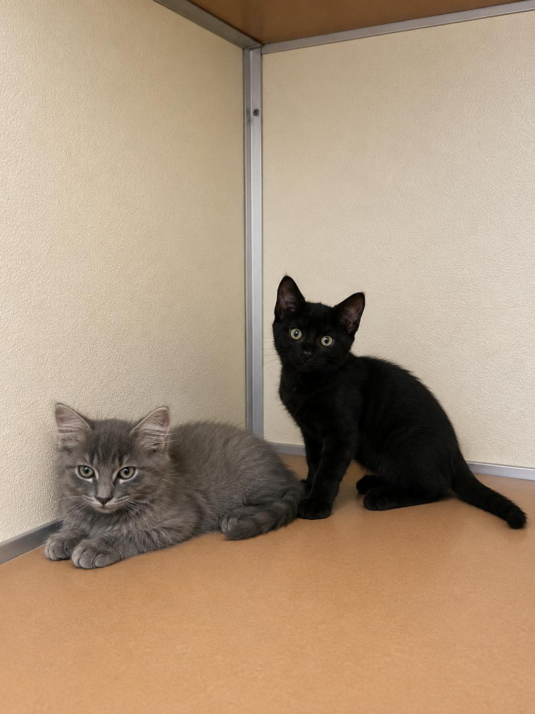 Kittens, ADOPTABLE, Kitten Male Domestic Medium Hair.