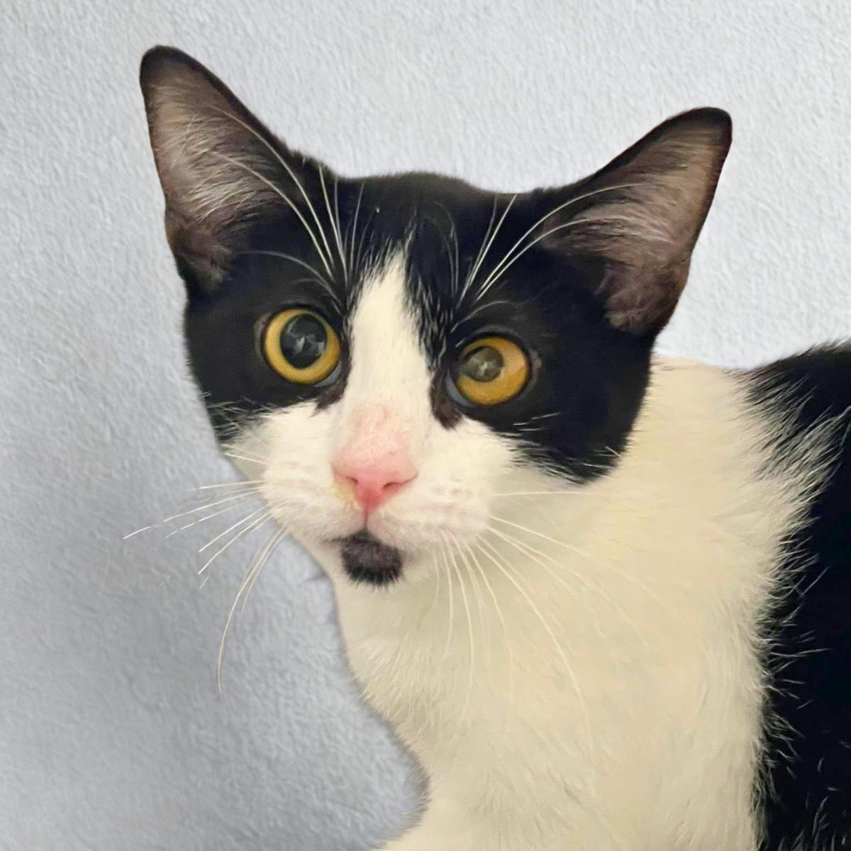 Dunkin, ADOPTABLE, Kitten Female Domestic Short Hair.