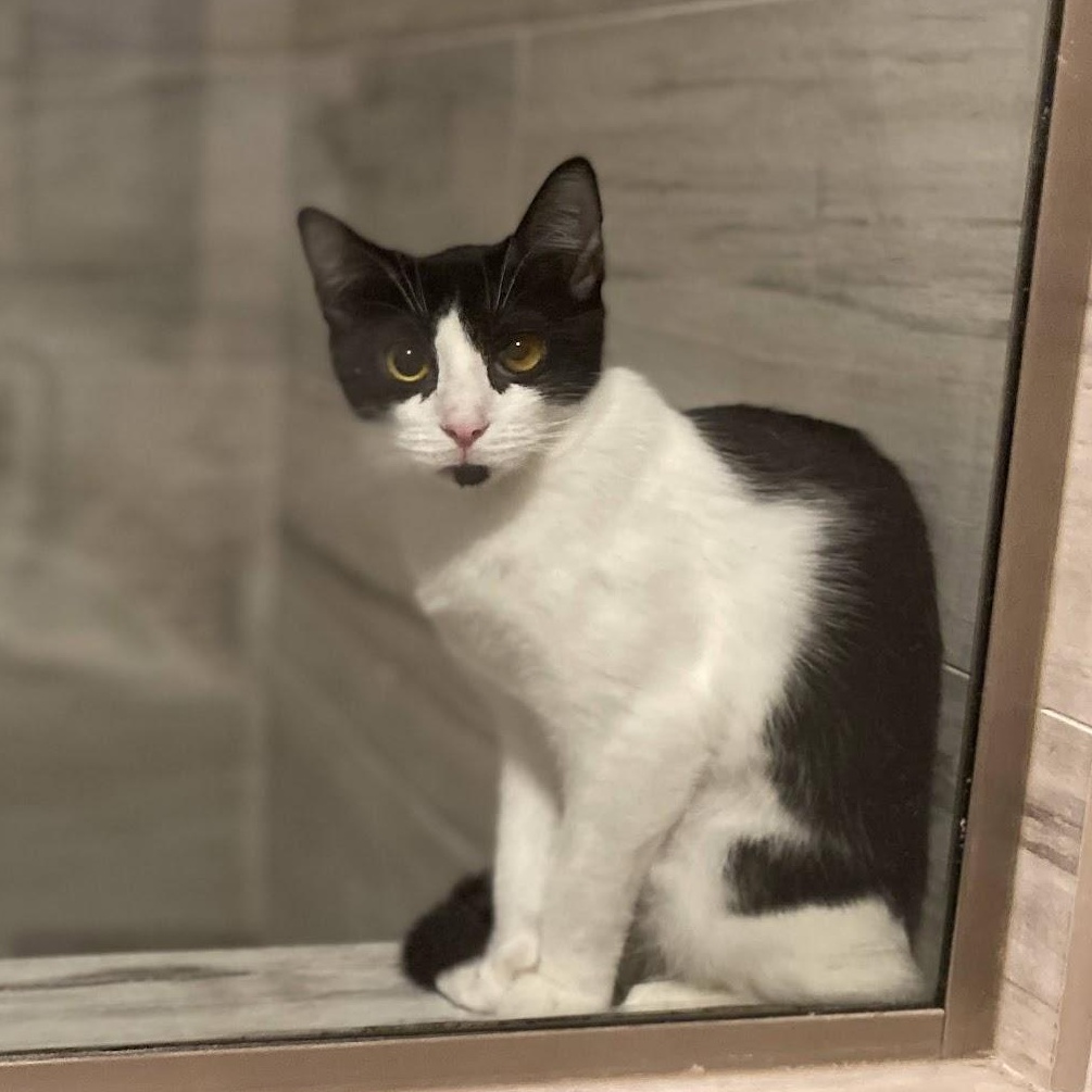 Enlarge Dunkin, a ADOPTABLE Domestic Short Hair in Manhattan Beach, CA image 2/6