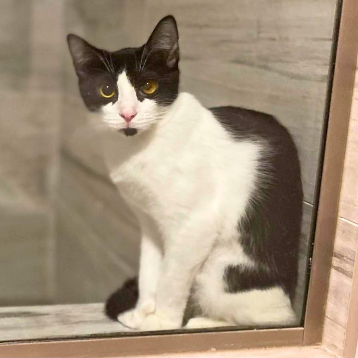 Dunkin, a ADOPTABLE Domestic Short Hair in Manhattan Beach, CA image 5/6