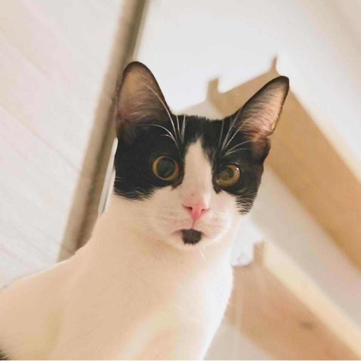 Dunkin, a ADOPTABLE Domestic Short Hair in Manhattan Beach, CA image 2/6
