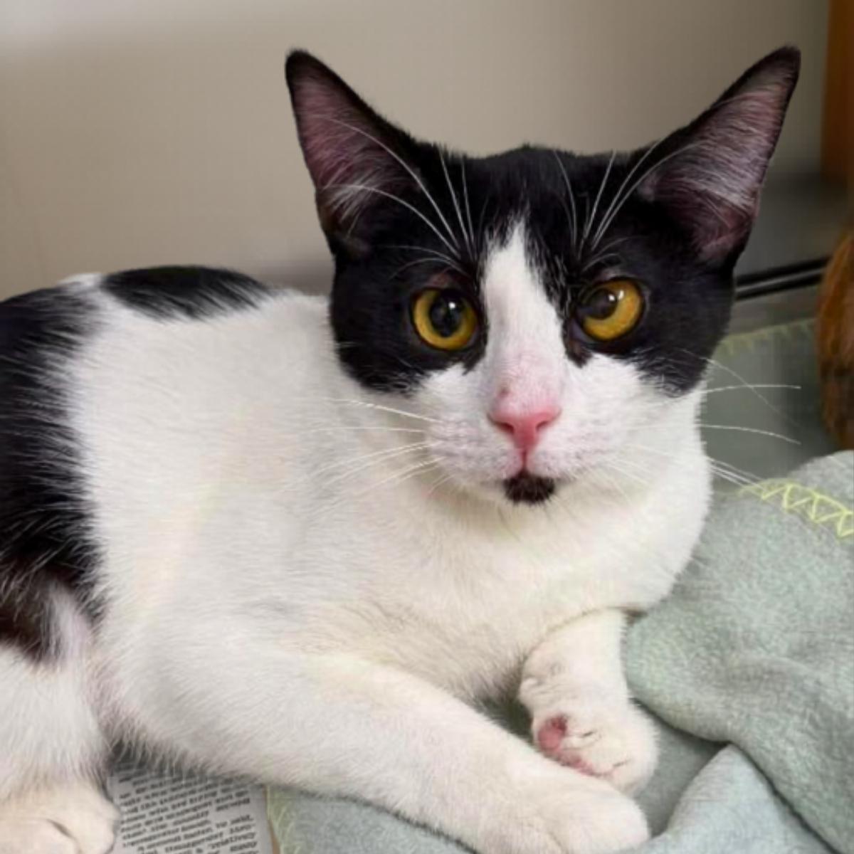 Dunkin, a ADOPTABLE Domestic Short Hair in Manhattan Beach, CA image 4/6