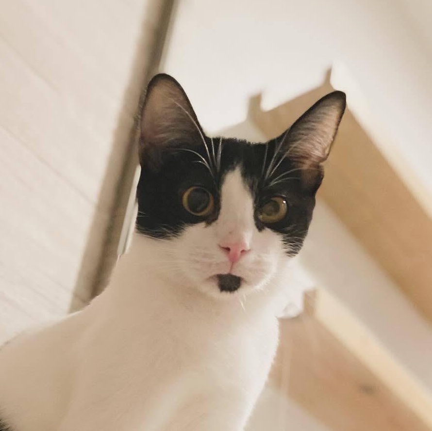 Enlarge Dunkin, a ADOPTABLE Domestic Short Hair in Manhattan Beach, CA image 1/6