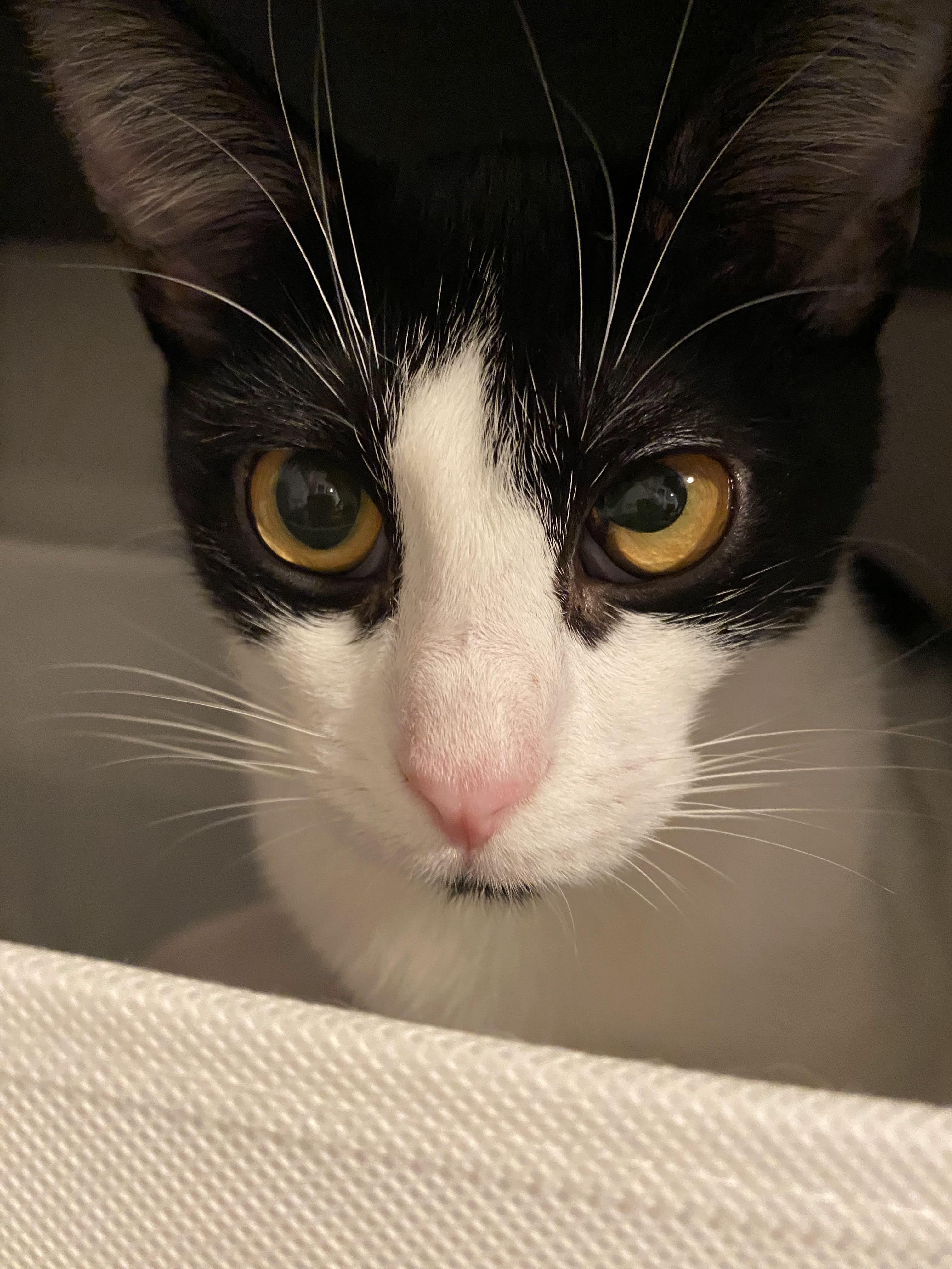 Enlarge Dunkin, a ADOPTABLE Domestic Short Hair in Manhattan Beach, CA image 3/6