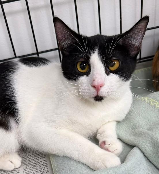 Enlarge Dunkin, a ADOPTABLE Domestic Short Hair in Manhattan Beach, CA image 6/6