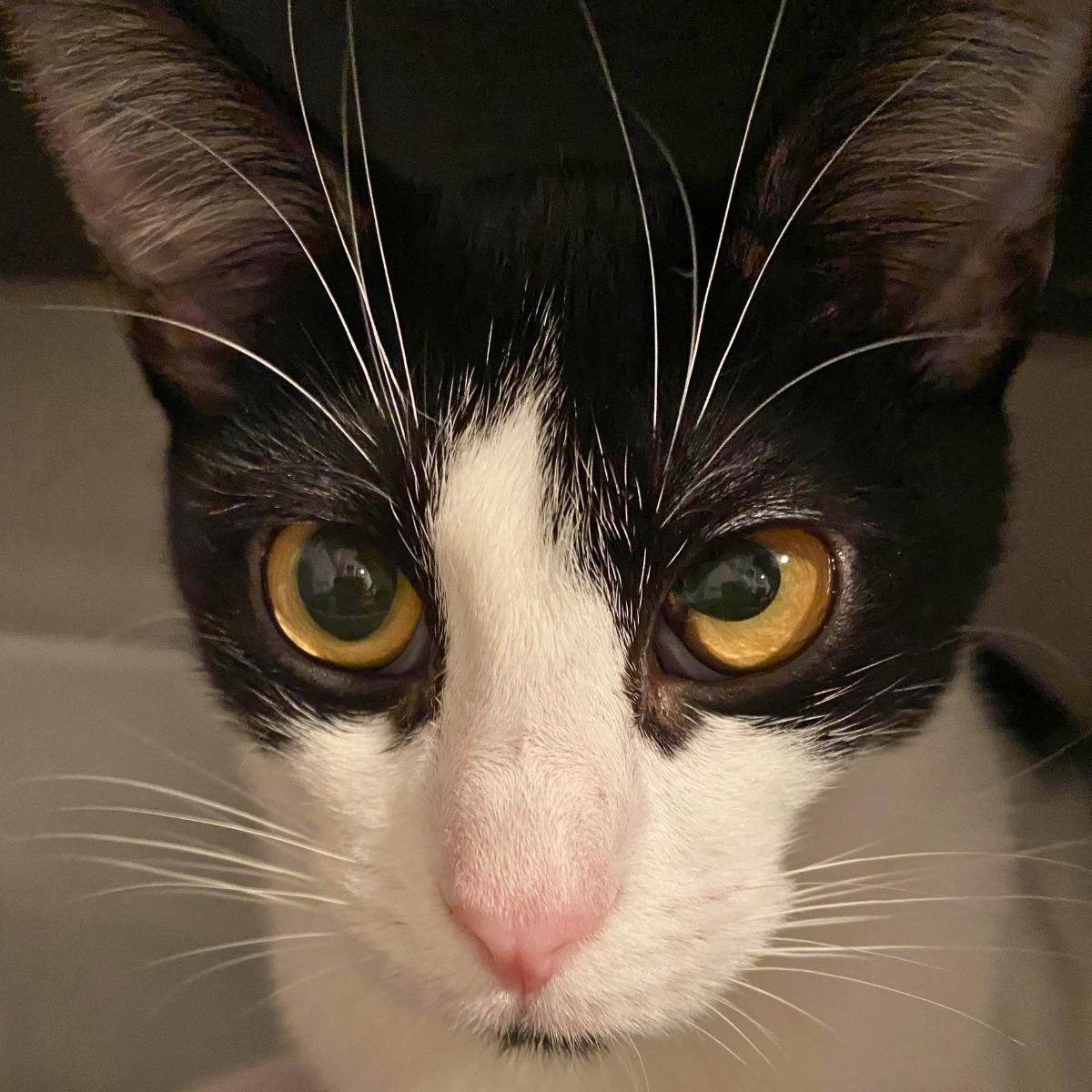 Dunkin, a ADOPTABLE Domestic Short Hair in Manhattan Beach, CA image 3/6