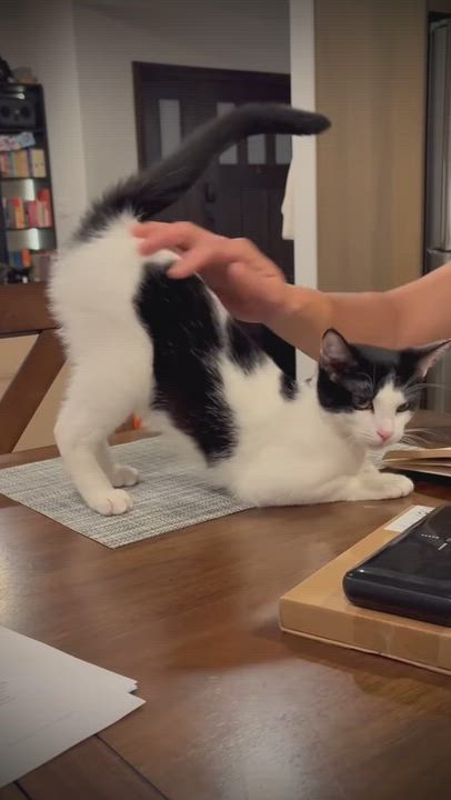 Enlarge Dunkin, a ADOPTABLE Domestic Short Hair in Manhattan Beach, CA video 4/6