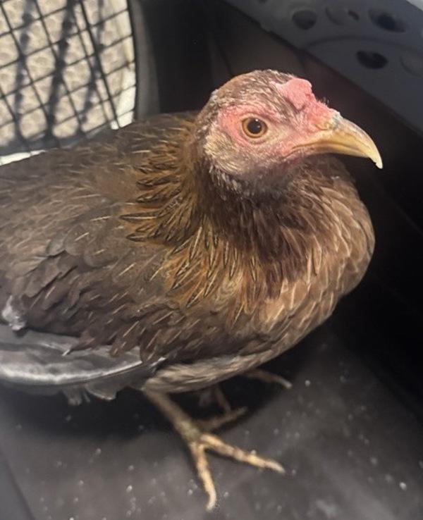 Maude, Adoptable, Adult Male Chicken.