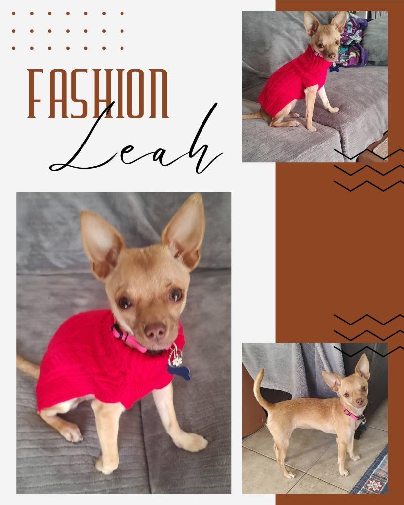 Leah, Adoptable, Young Female Chihuahua.