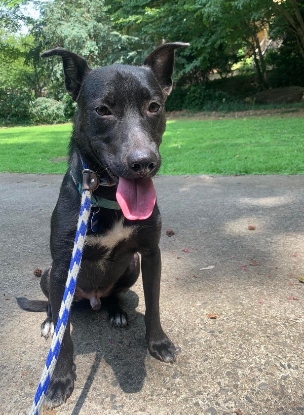 Timber Walton, Adoptable, Adult Male Shepherd & Labrador Retriever.