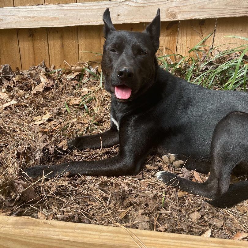 Enlarge Timber Walton, a Adoptable mixed breed in Roswell, GA image 5/12