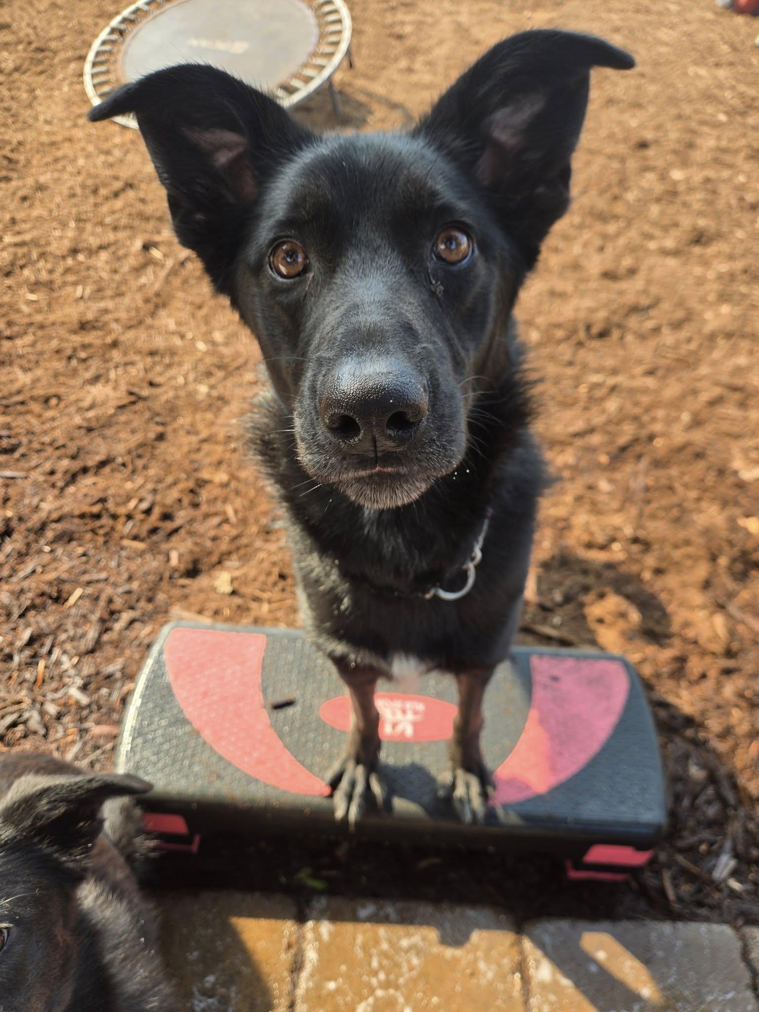 Enlarge Kiley, a Adoptable Border Collie in Silverton, OR image 1/1