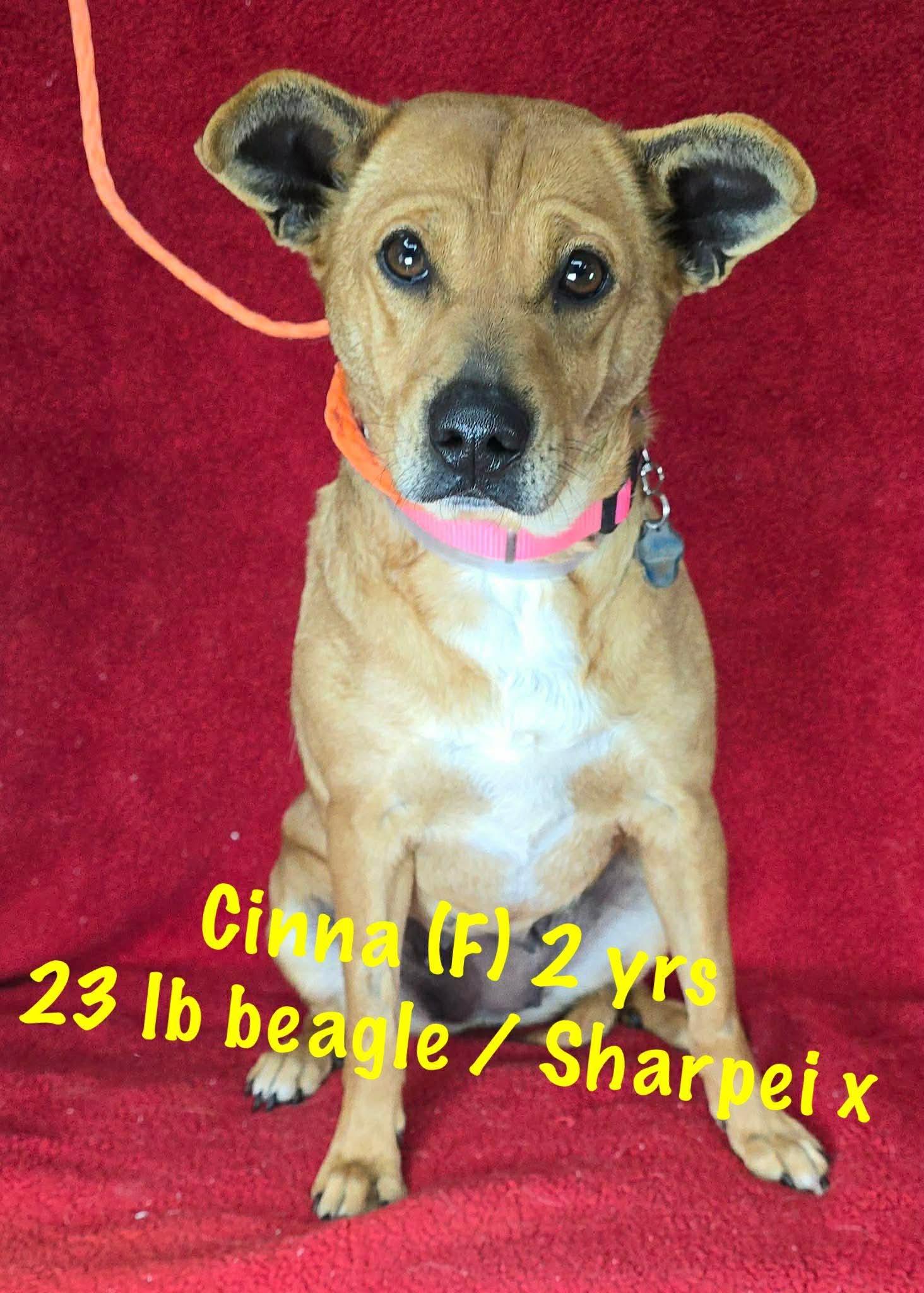 Cinna, Adoptable, Young Female Beagle & Shar-Pei.