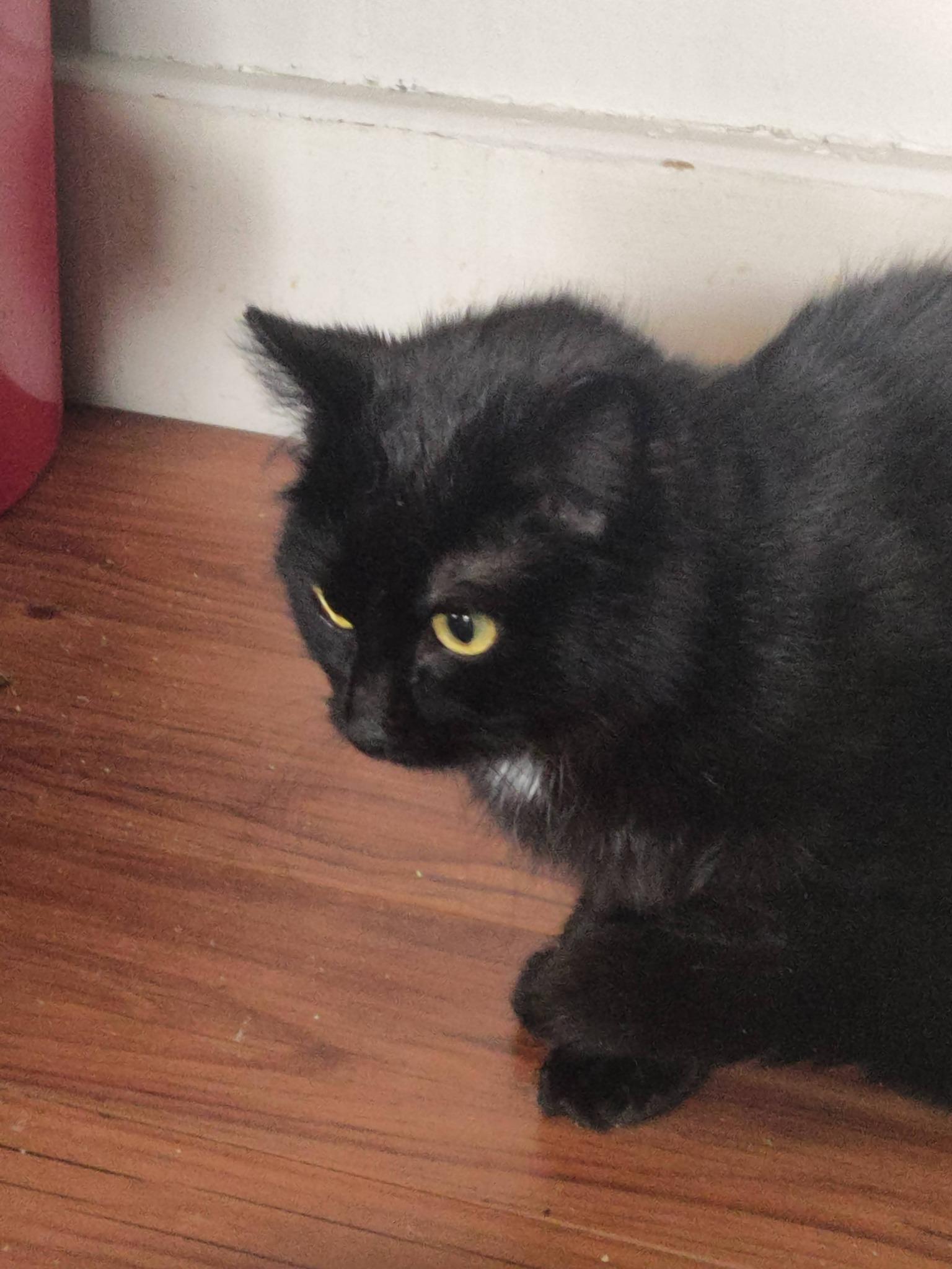 Enlarge Alaska, a ADOPTABLE Domestic Short Hair in Spencerville, ON image 2/6