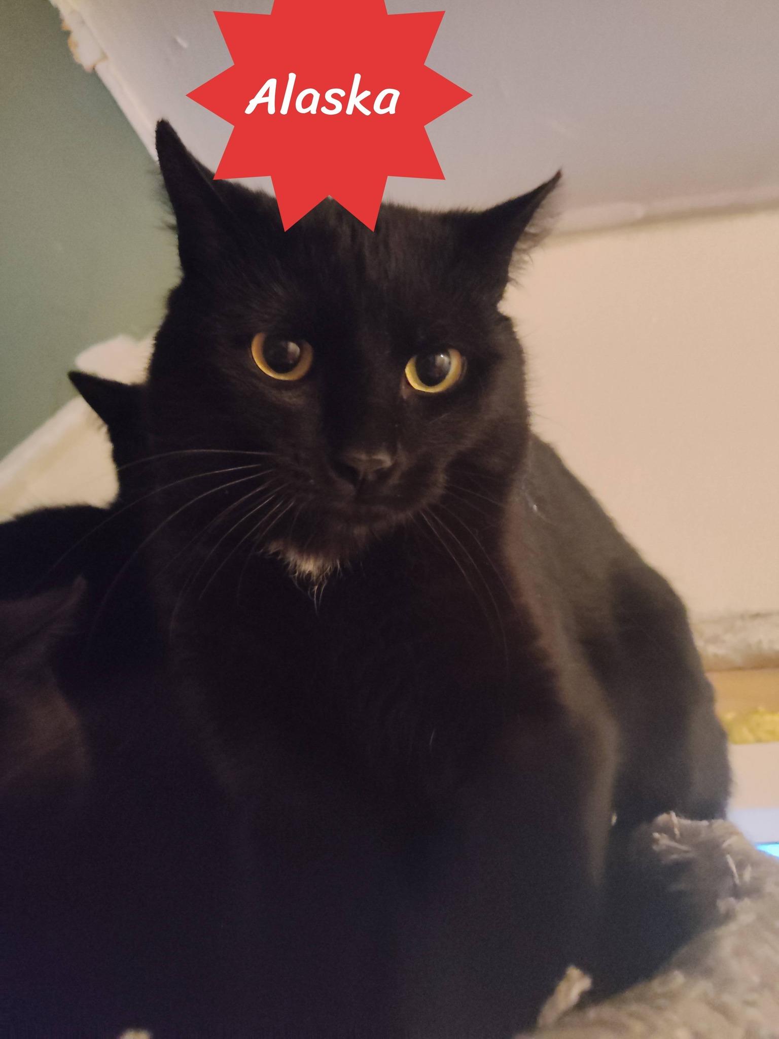 Enlarge Alaska, a ADOPTABLE Domestic Short Hair in Spencerville, ON image 3/6