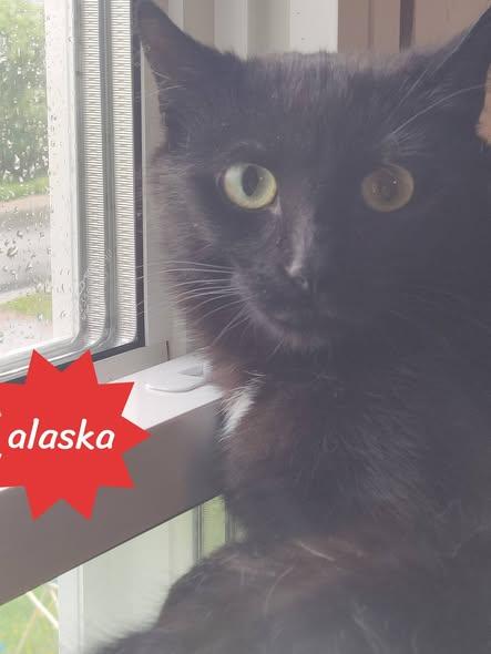 Enlarge Alaska, a ADOPTABLE Domestic Short Hair in Spencerville, ON image 4/6