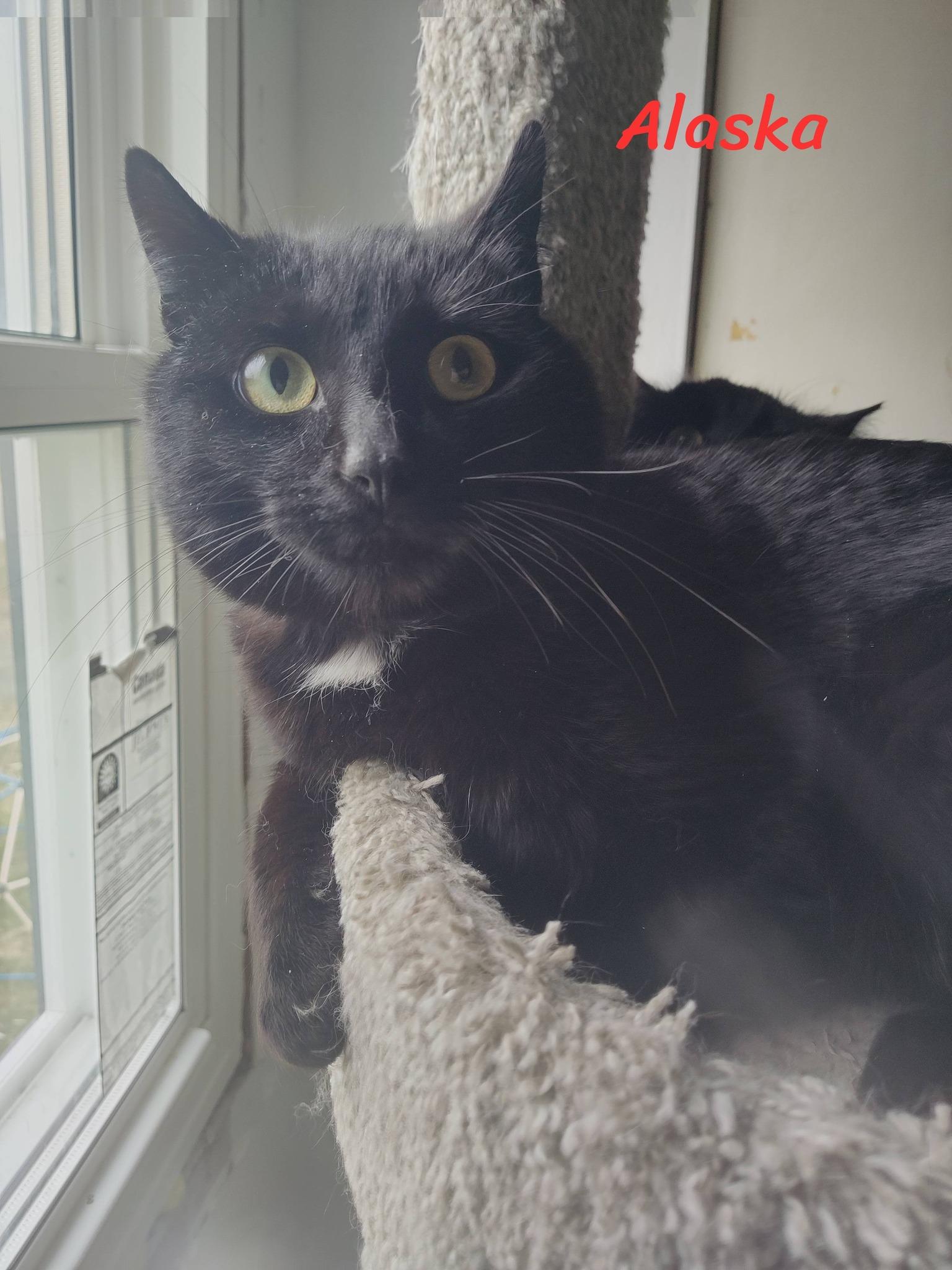 Enlarge Alaska, a ADOPTABLE Domestic Short Hair in Spencerville, ON image 1/6