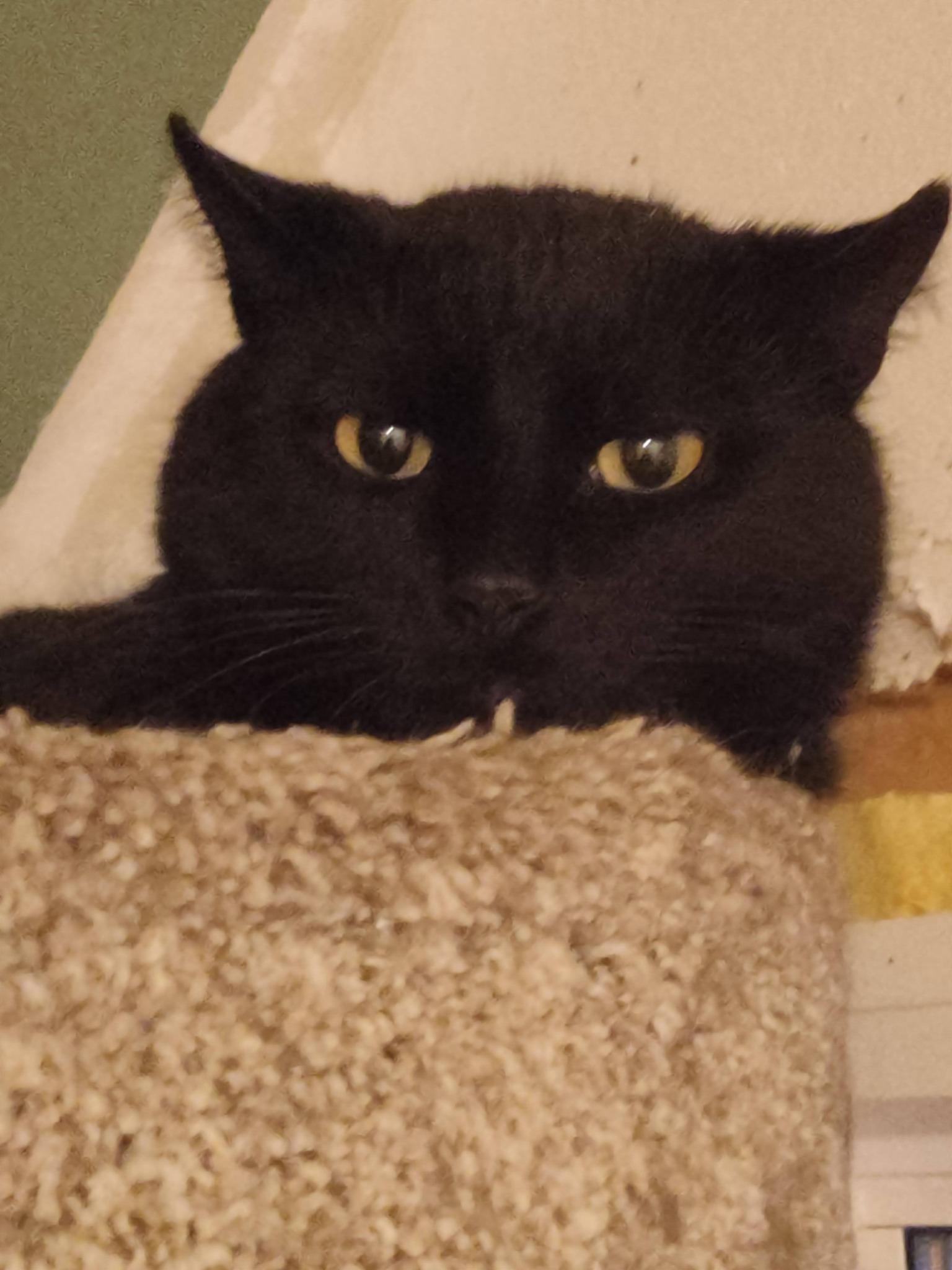 Enlarge Alaska, a ADOPTABLE Domestic Short Hair in Spencerville, ON image 6/6
