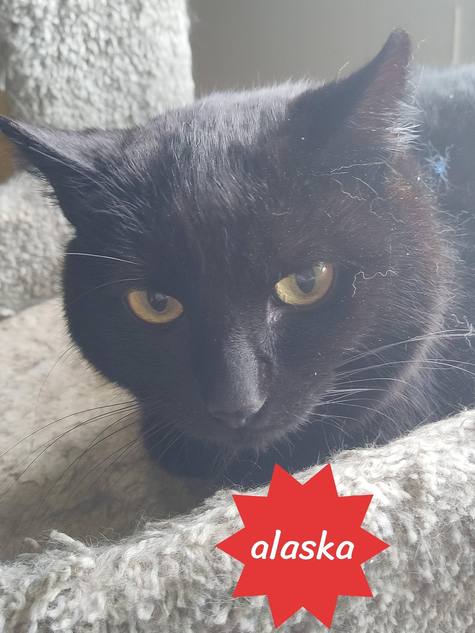 Enlarge Alaska, a ADOPTABLE Domestic Short Hair in Spencerville, ON image 5/6
