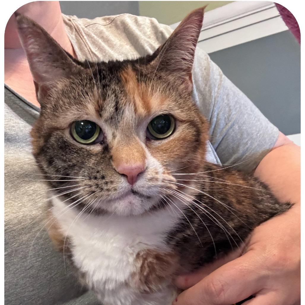 Athena, Adoptable, Senior Female Domestic Short Hair.