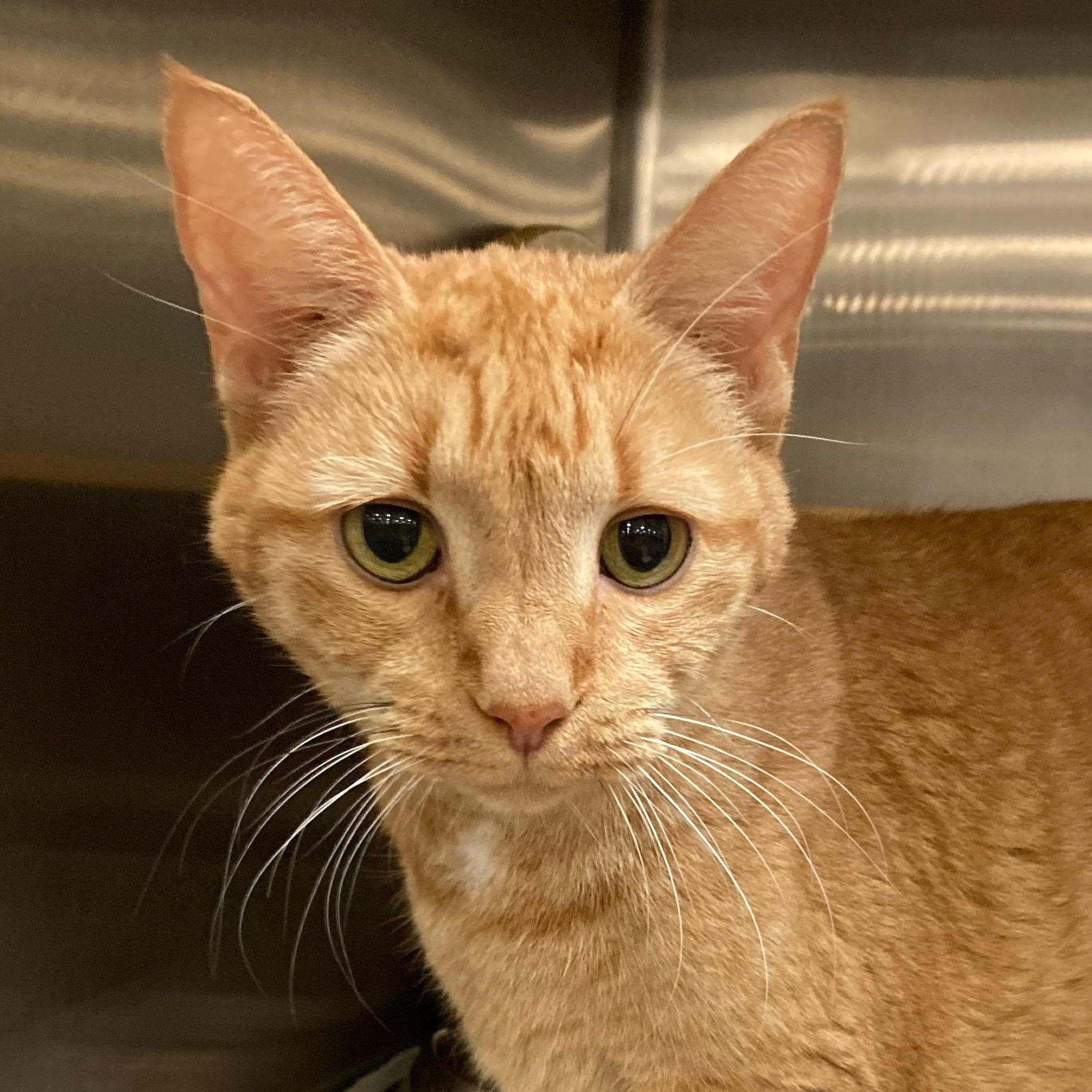 Enlarge Blondie, an adopted Domestic Short Hair in Morganton, NC image 1/1