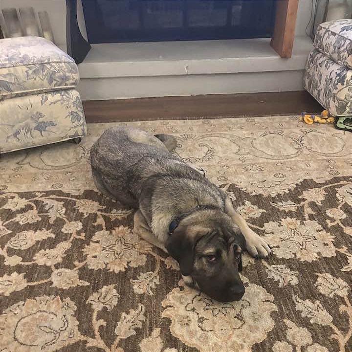 Clementine, Adoptable, Young Female Anatolian Shepherd.