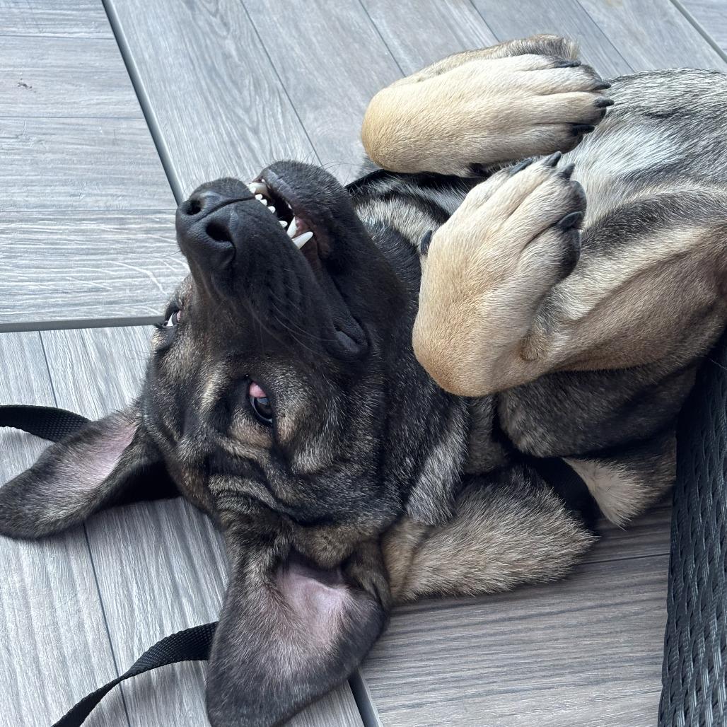 Enlarge Clementine, a Adoptable Anatolian Shepherd in Chicago, IL image 2/6