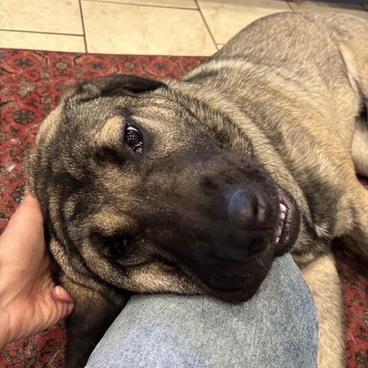 Enlarge Clementine, a Adoptable Anatolian Shepherd in Chicago, IL image 3/6