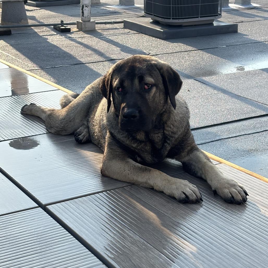 Enlarge Clementine, a Adoptable Anatolian Shepherd in Chicago, IL image 4/6