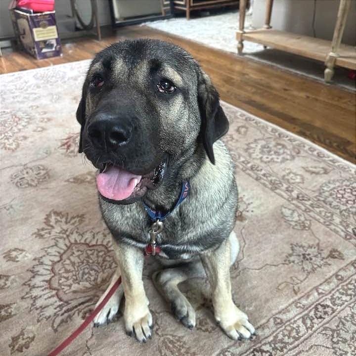Enlarge Clementine, a Adoptable Anatolian Shepherd in Chicago, IL image 6/6