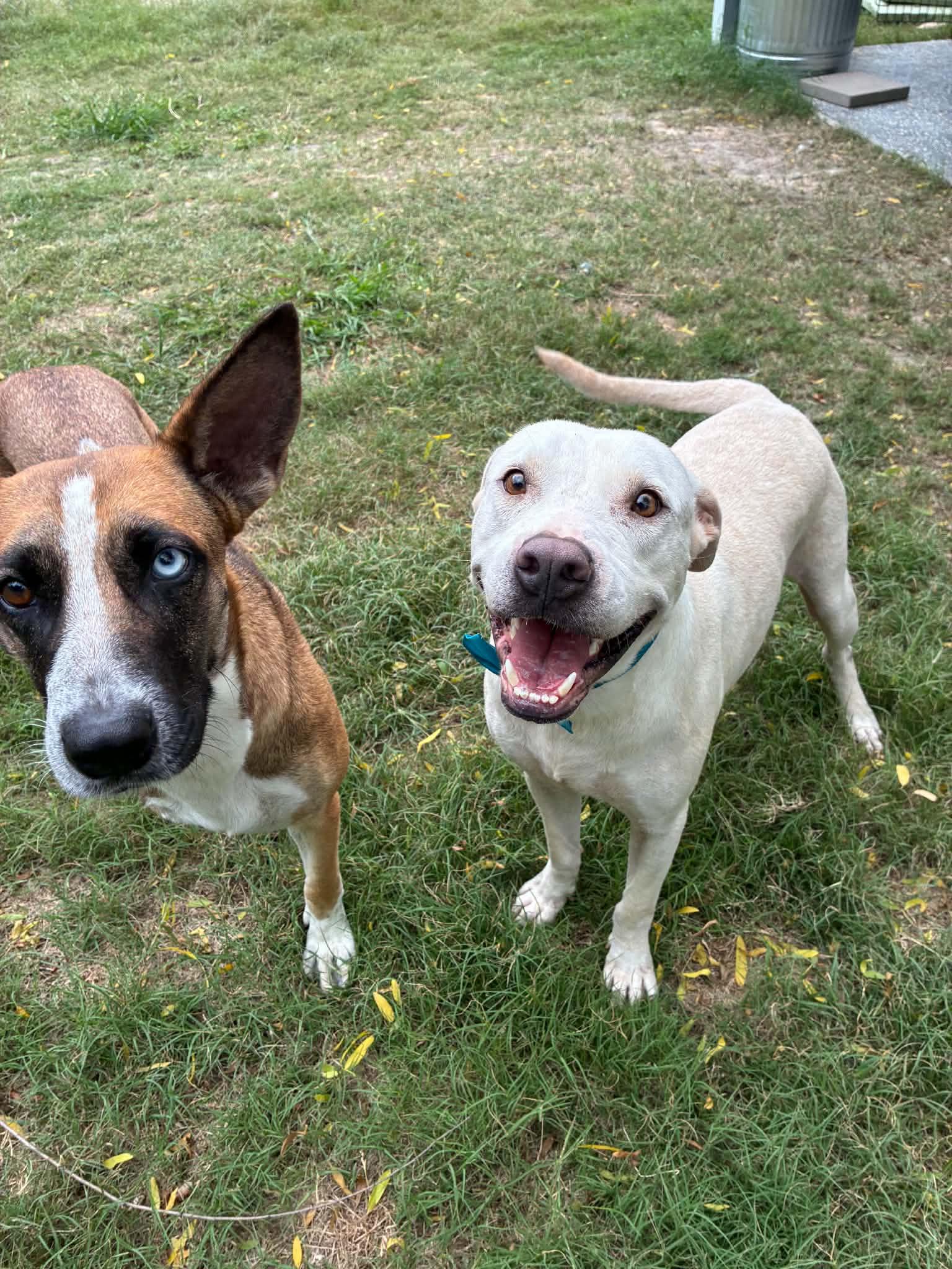 Casper, a ADOPTABLE mixed breed in Barkhamsted, CT image 5/5