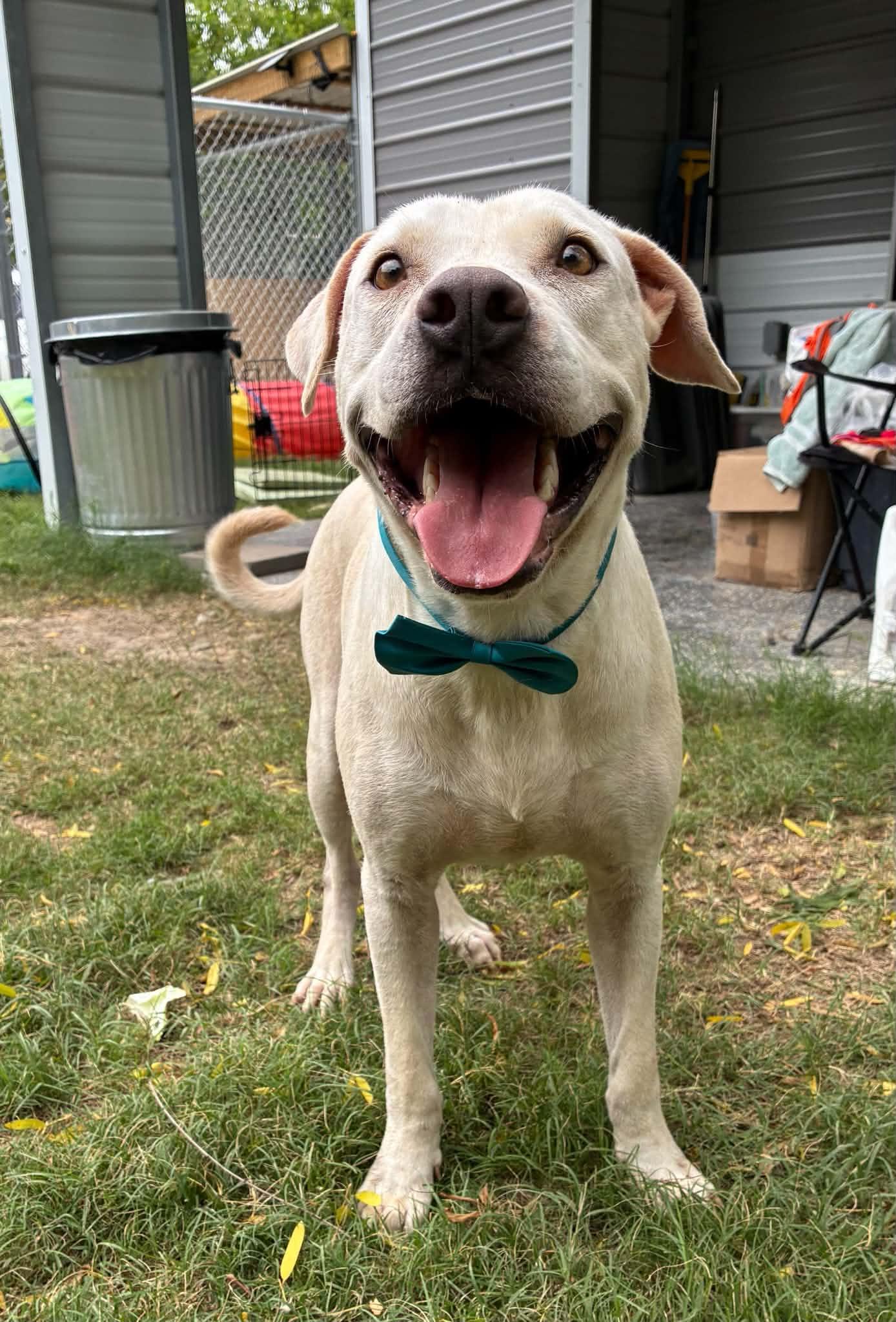 Casper, a ADOPTABLE mixed breed in Barkhamsted, CT image 2/5