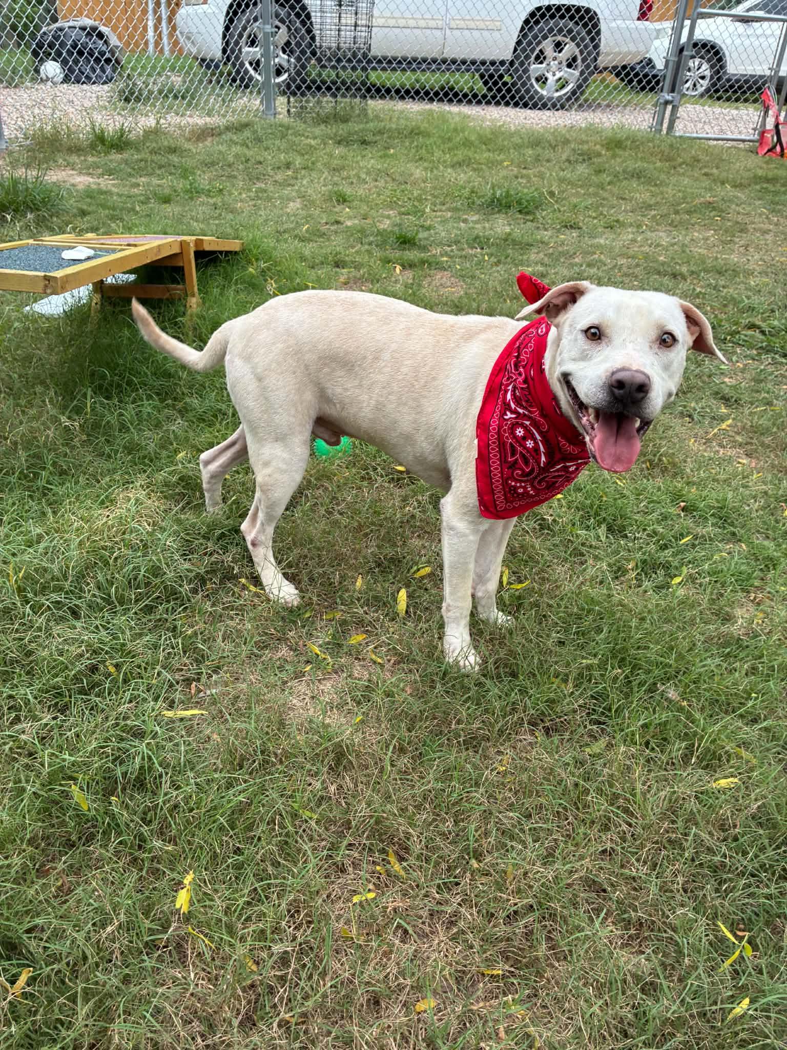 Casper, a ADOPTABLE mixed breed in Barkhamsted, CT image 3/5
