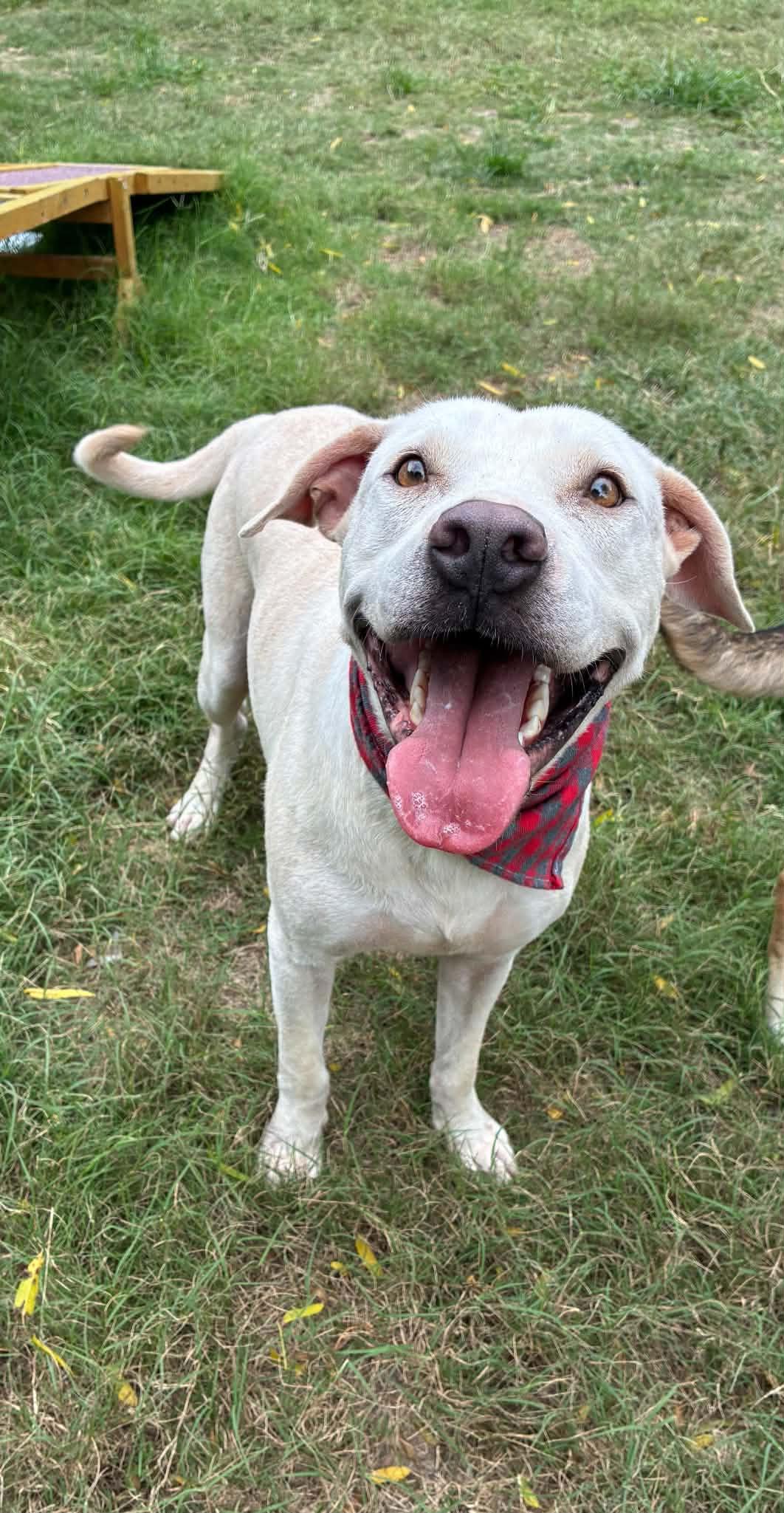 Casper, a ADOPTABLE mixed breed in Barkhamsted, CT image 1/5
