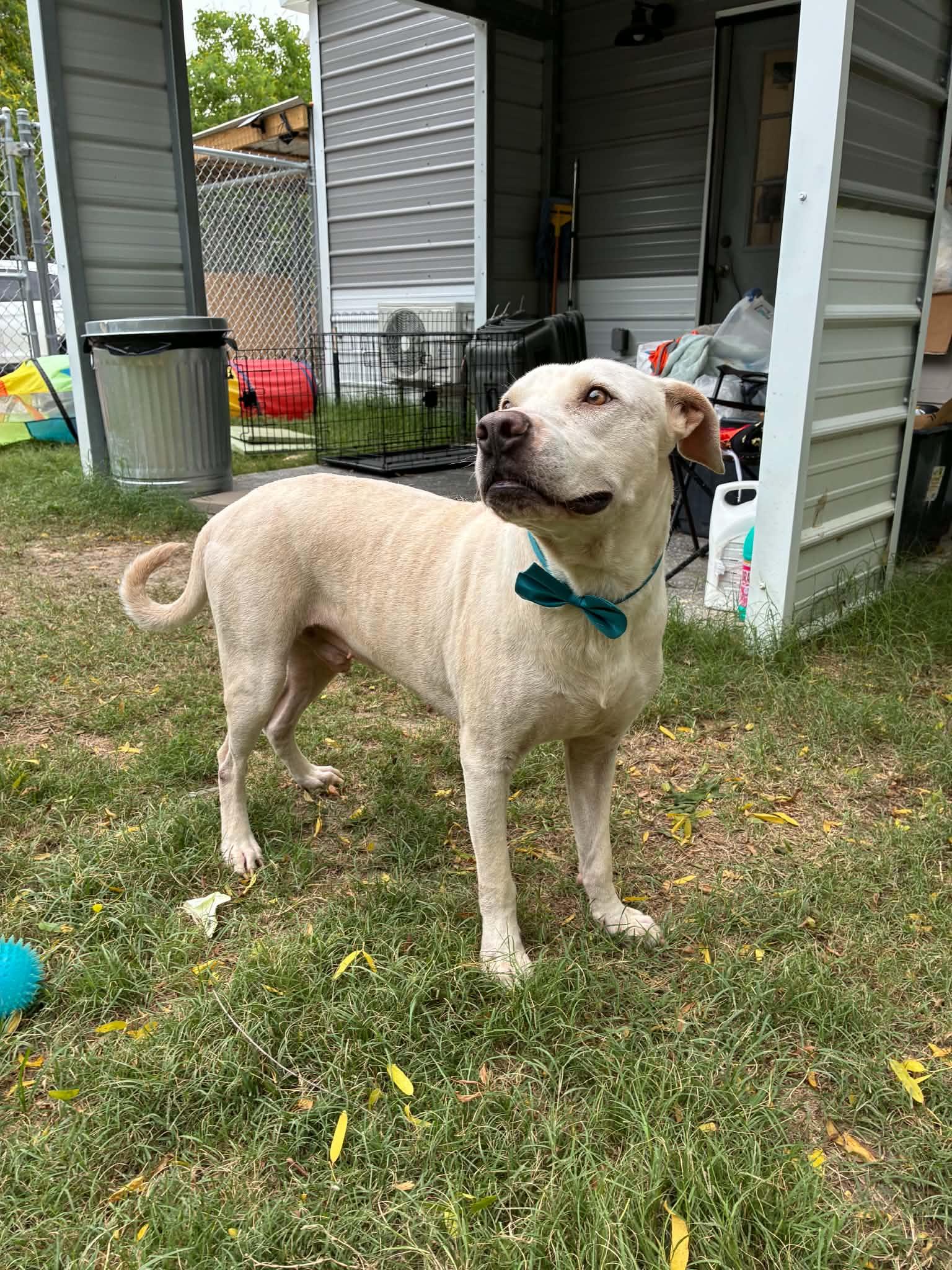 Casper, a ADOPTABLE mixed breed in Barkhamsted, CT image 4/5