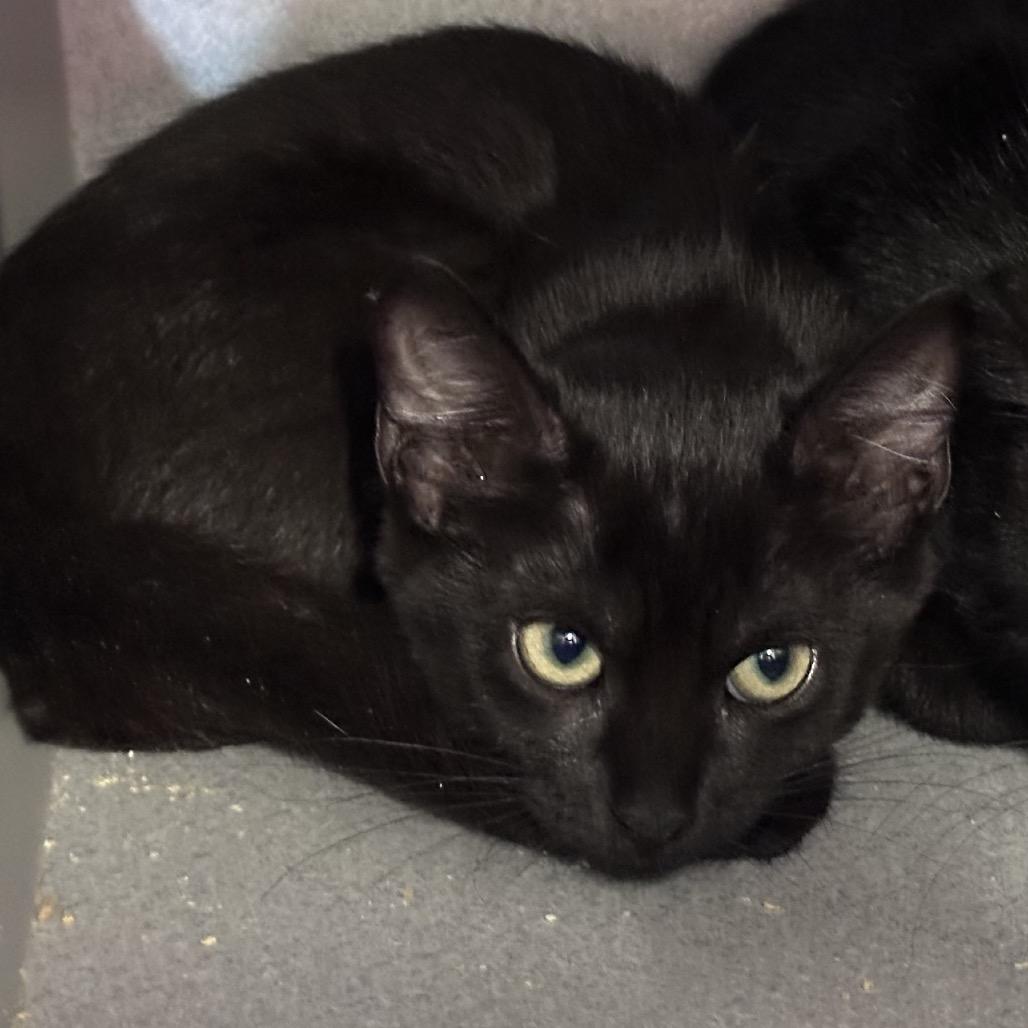Thunder, Adoptable, Kitten Female Domestic Short Hair.