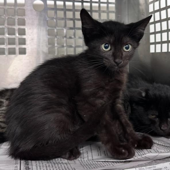 Enlarge Thunder, a Adoptable Domestic Short Hair in Mount Vernon, IN image 2/2