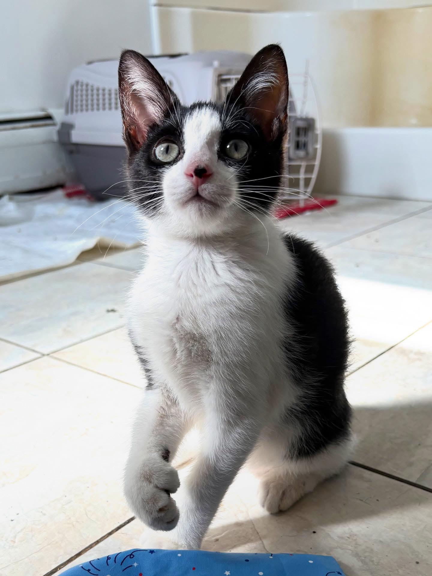 Purrogi photo 2